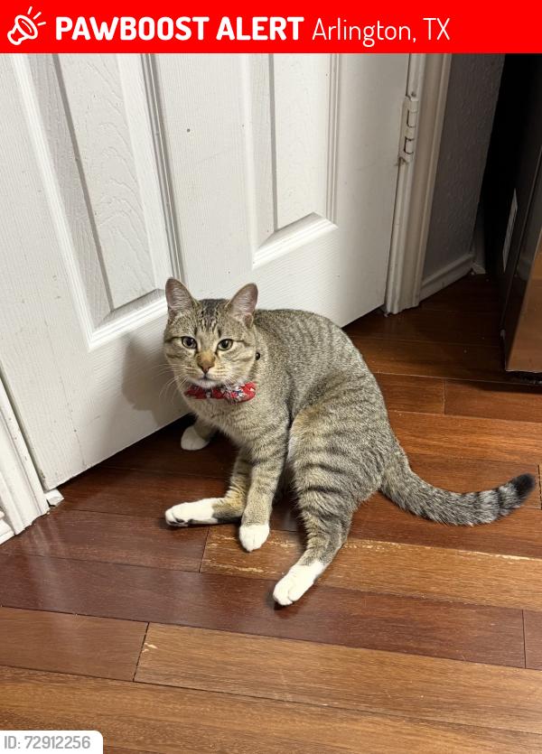 Lost Male Cat last seen In front of hse, Arlington, TX 76018