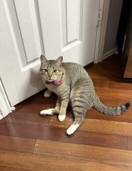 Lost Male Cat last seen In front of hse, Arlington, TX 76018