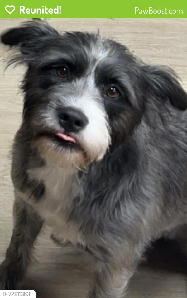 Reunited Female Dog last seen Cain Cabin, 13420 N Rosser Rd, Tuscaloosa, AL 35405, USA, Tuscaloosa, AL 35405