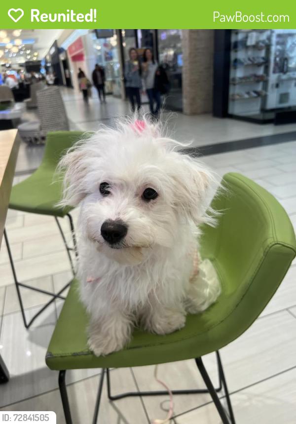Reunited Female Dog last seen Derby St, Daly City, CA 94015