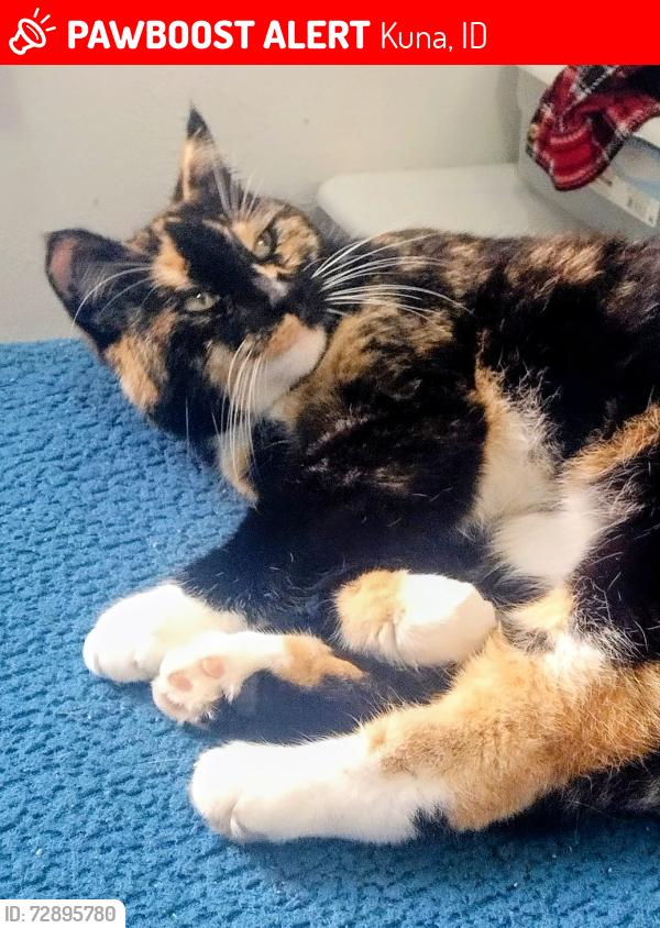 Lost Female Cat last seen Stony Desert St & Red Sand Ave,  Kuna, Idaho, Kuna, ID 83634