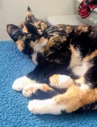 Lost Female Cat last seen Stony Desert St & Red Sand Ave,  Kuna, Idaho, Kuna, ID 83634