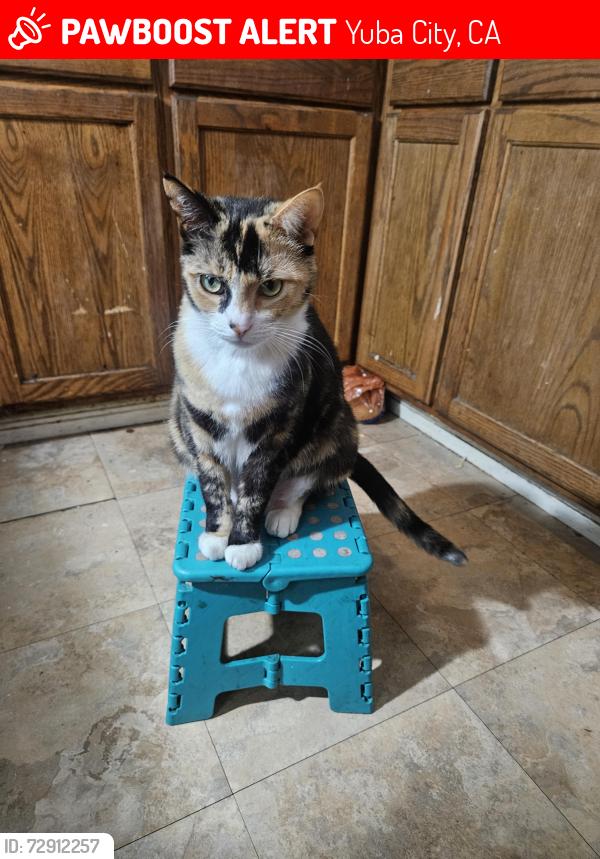 Lost Female Cat last seen South Walton and Hazel ave, Yuba City, CA 95993