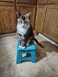 Lost Female Cat last seen South Walton and Hazel ave, Yuba City, CA 95993