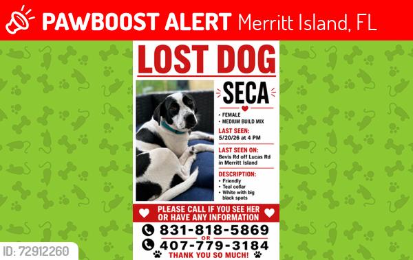 Lost Female Dog last seen Bevis rd and Lucas rd Merritt island, Merritt Island, FL 32953