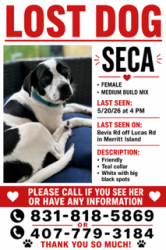 Lost Female Dog last seen Bevis rd and Lucas rd Merritt island, Merritt Island, FL 32953