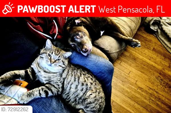 Lost Male Cat last seen 57th and De Luna Dr, West Pensacola, FL 32506