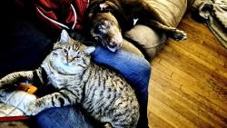 Lost Male Cat last seen 57th and De Luna Dr, West Pensacola, FL 32506