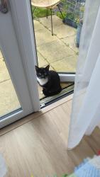 Found/Stray Unknown Cat last seen London Road / Montague Road, Croydon, Greater London, England CR0 2RF
