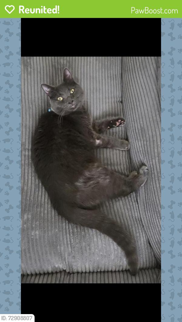 Reunited Male Cat last seen Walton Blvd & Squirrel Rd, Auburn Hills, MI 48326