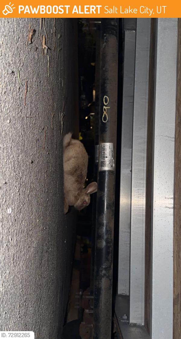 Found/Stray Unknown Rabbit last seen Bennion Park, Salt Lake City, UT 84129
