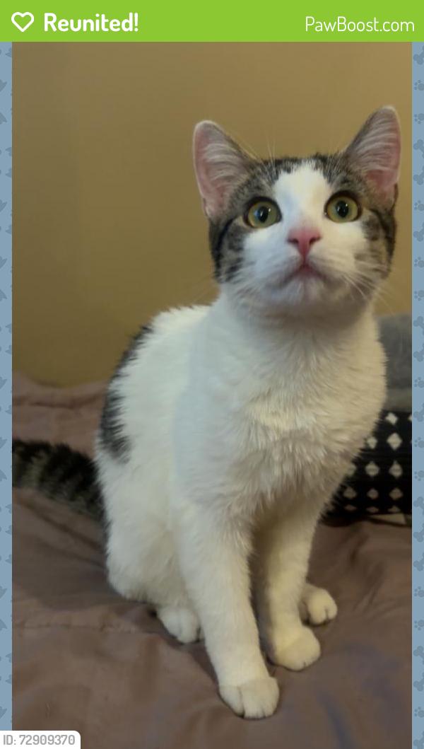 Reunited Female Cat last seen Robin drive des plaines illinois , Maine Township, IL 60016
