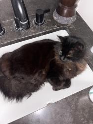 Lost Female Cat last seen Near Tony jacals , Solana Beach, CA 92075