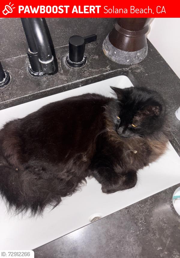 Lost Female Cat last seen Near Tony jacals , Solana Beach, CA 92075