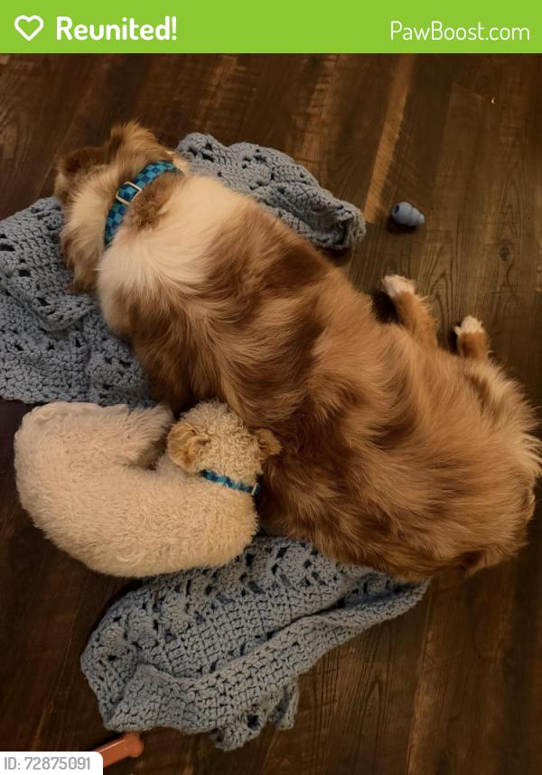 Reunited Male Dog last seen Inbetween Trailside Church & New Hope Church Road Trail Head , Apex, NC 27523