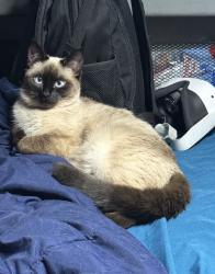 Reunited Female Cat last seen Las Vegas, NV 89129, USA, Las Vegas, NV 89129