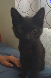 Reunited Female Cat last seen Near Hueneme Elementary School and the Port Hueneme Church near 5th st, Port Hueneme, CA 93041
