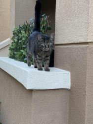 Lost Female Cat last seen Paseo Acampo & Camino Junipero in the Rancho Carrillo area of Carlsbad, Carlsbad, CA 92009