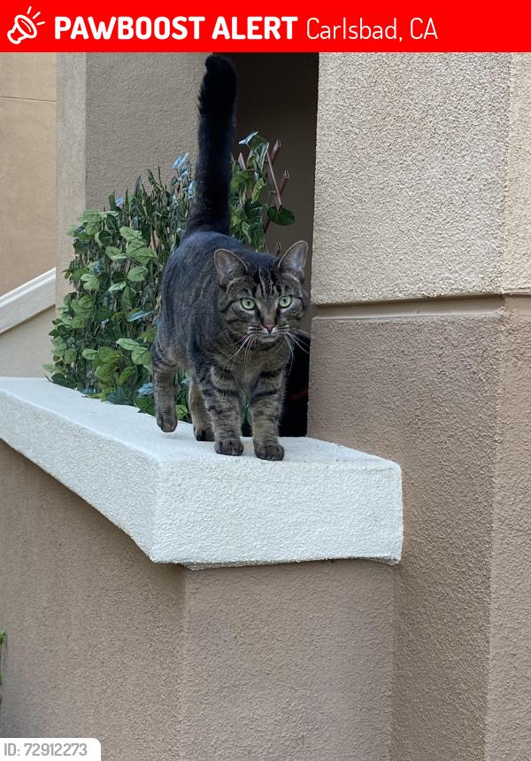 Lost Female Cat last seen Paseo Acampo & Camino Junipero in the Rancho Carrillo area of Carlsbad, Carlsbad, CA 92009