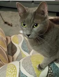 Reunited Female Cat last seen Old Depot Road, across from Depot/airport, New Cumberland, PA 17070