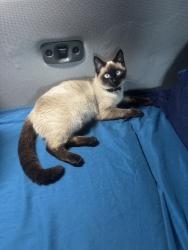 Reunited Female Cat last seen Near Marble Mountain St, Las Vegas, NV 89129, USA, Las Vegas, NV 89129