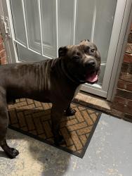 Found/Stray Male Dog last seen Near Woodruff Ave 40125, Louisville, KY 40215