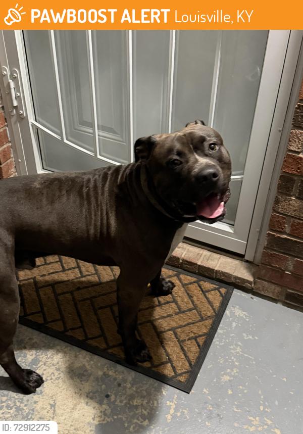 Found/Stray Male Dog last seen Near Woodruff Ave 40125, Louisville, KY 40215