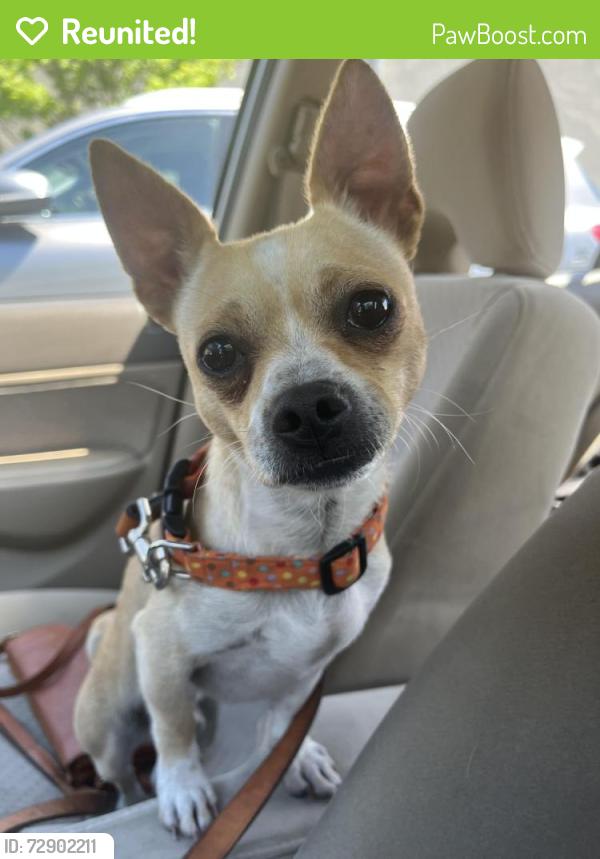 Reunited Male Dog last seen Airport Shuttle, Javahutt, Petaluma, CA 94952