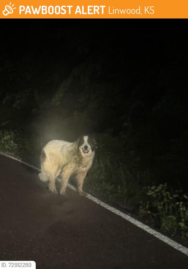 Found/Stray Unknown Dog last seen Golden Road headed to the railroad tracks , Linwood, KS 66052