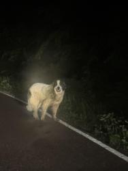 Found/Stray Unknown Dog last seen Golden Road headed to the railroad tracks , Linwood, KS 66052