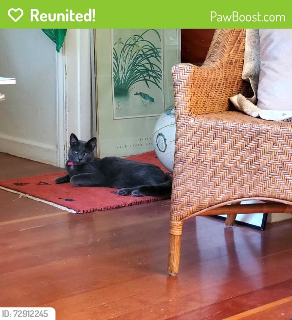 Reunited Male Cat last seen S. 54th and Farrar St.  (a block from Third Place Books in Seward Park), Seattle, WA 98118