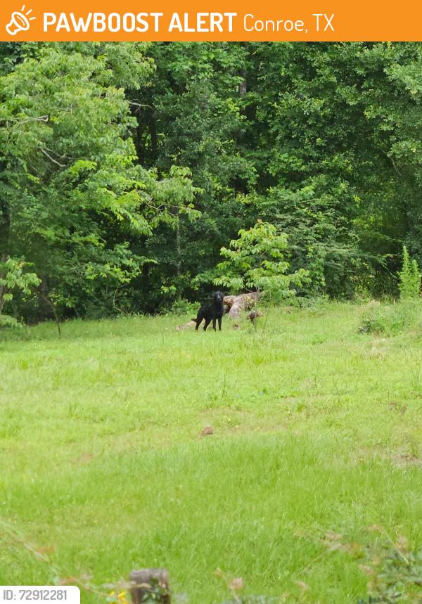 Found/Stray Unknown Dog last seen Cedar Cir and Long dr, Conroe, TX 77302