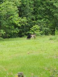 Found/Stray Unknown Dog last seen Cedar Cir and Long dr, Conroe, TX 77302