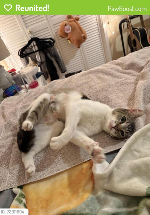 Reunited Female Cat last seen Collier, San Leandro, CA 94577