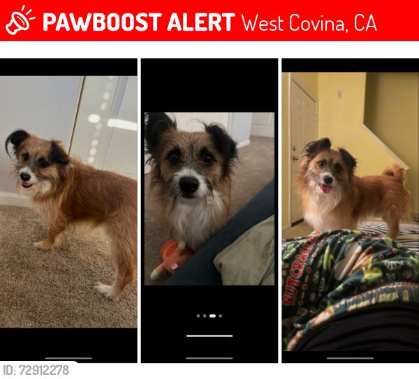 Lost Male Dog last seen Target store at 2370 S Azusa Ave, W. Covina, West Covina, CA 91791