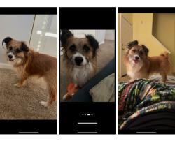 Lost Male Dog last seen Target store at 2370 S Azusa Ave, W. Covina, West Covina, CA 91791