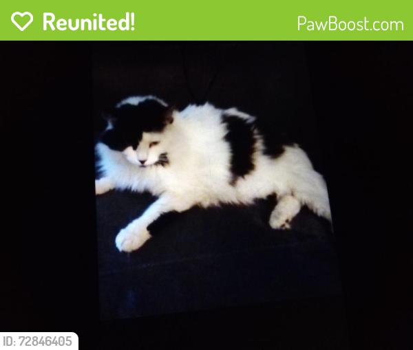Reunited Female Cat last seen Haskell & saticoy, 405 underpass , Los Angeles, CA 91406