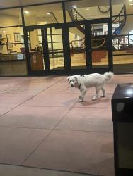 Found/Stray Unknown Dog last seen At Western University of Health Sciences campus, Pomona, CA 91766