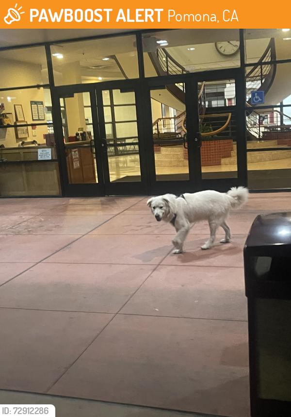 Found/Stray Unknown Dog last seen At Western University of Health Sciences campus, Pomona, CA 91766