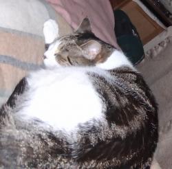 Lost Female Cat last seen Clonmain townland, Armagh City, Banbridge and Craigavon, Northern Ireland BT61