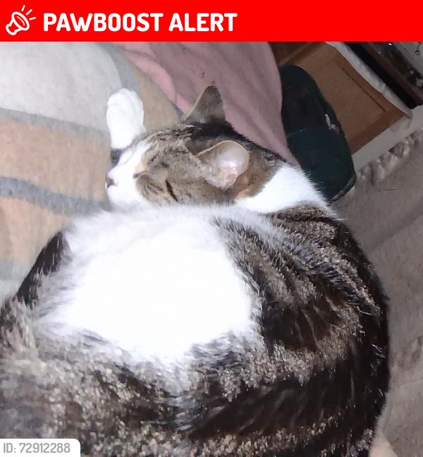 Lost Female Cat last seen Clonmain townland, Armagh City, Banbridge and Craigavon, Northern Ireland BT61