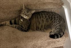 Lost Male Cat last seen Bexley Park, Delray Beach, FL 33445