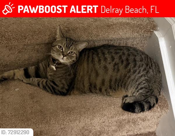 Lost Male Cat last seen Bexley Park, Delray Beach, FL 33445