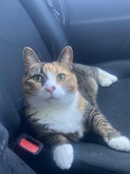 Reunited Female Cat last seen Maple Street & Devoe Street, Dobbs Ferry, NY 10522