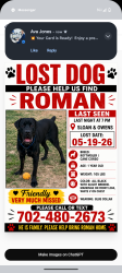 Lost Male Dog last seen Sloan and owens , Sunrise Manor, NV 89110