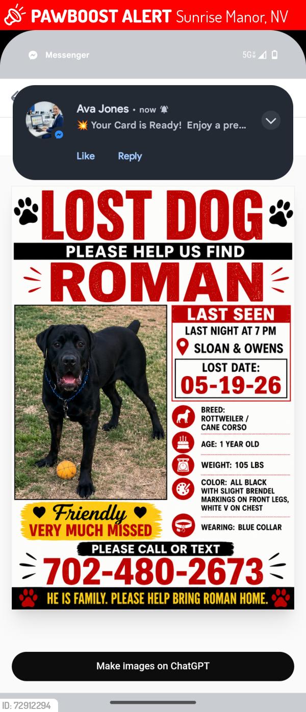 Lost Male Dog last seen Sloan and owens , Sunrise Manor, NV 89110