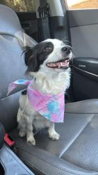 Reunited Female Dog last seen La Mesa , Victorville, CA 92392