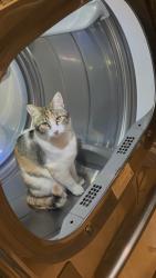 Reunited Female Cat last seen Ann Rd and Jones, Las Vegas, NV 89130