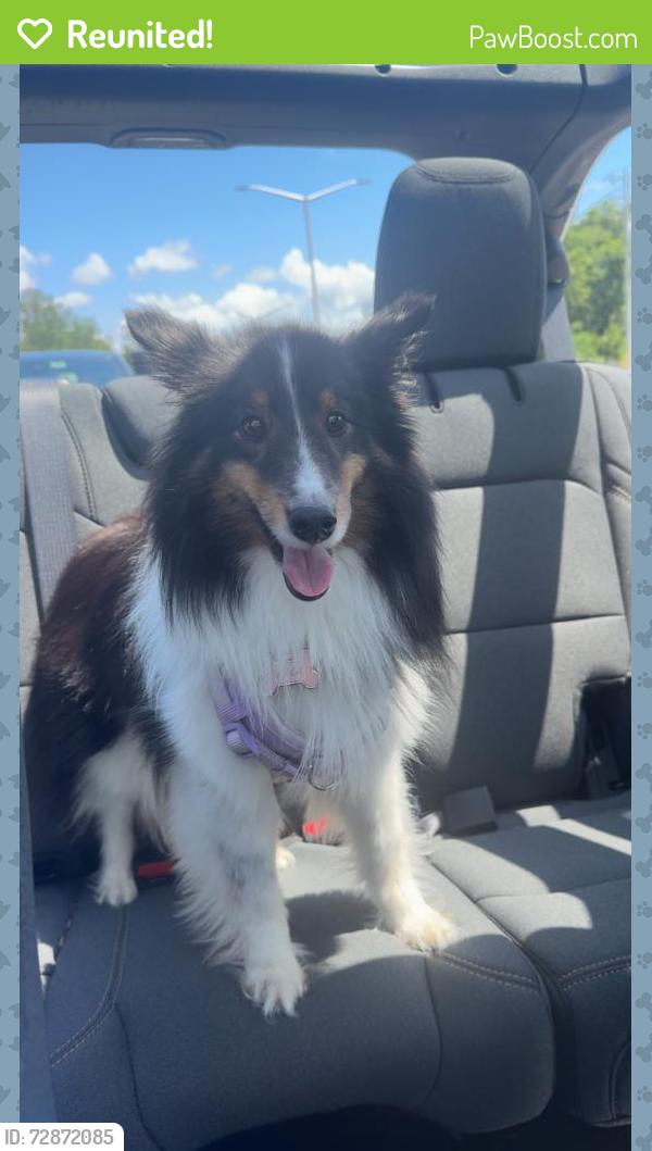 Reunited Female Dog last seen Palm Harbor, FL, USA, Palm Harbor, FL 34683