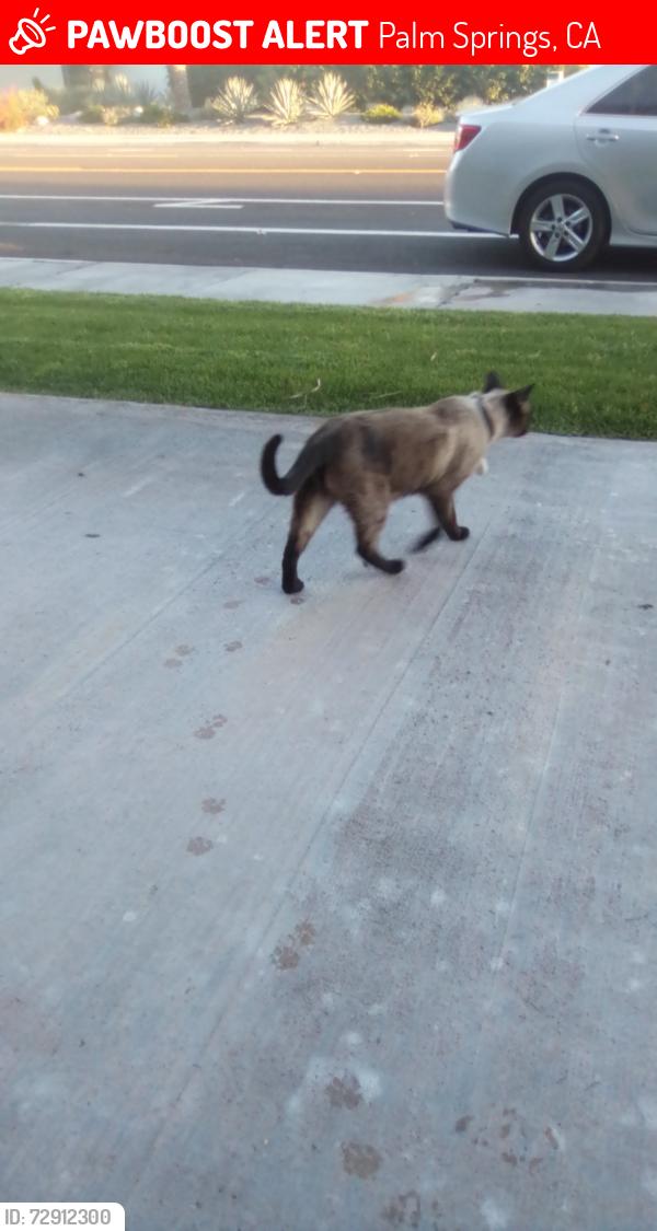 Lost Male Cat last seen escoba, Palm Springs, CA 92264